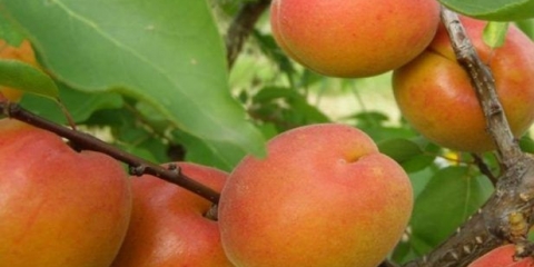 Sorte marelica new jersey: opis, fotografija, sadnja i njega